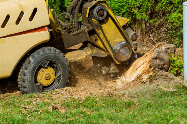 Emergency Storm Tree Removal in Beulah, ND